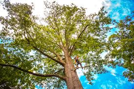  Darlington, WI Tree Services Pros