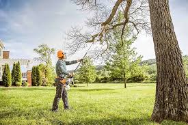 Best Tree Health Inspection  in Darlington, WI