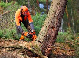 Seasonal Cleanup in Darlington, WI