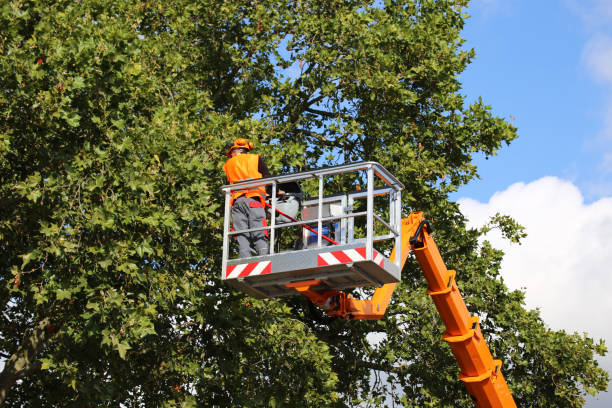 Best Emergency Tree Removal  in Darlington, WI