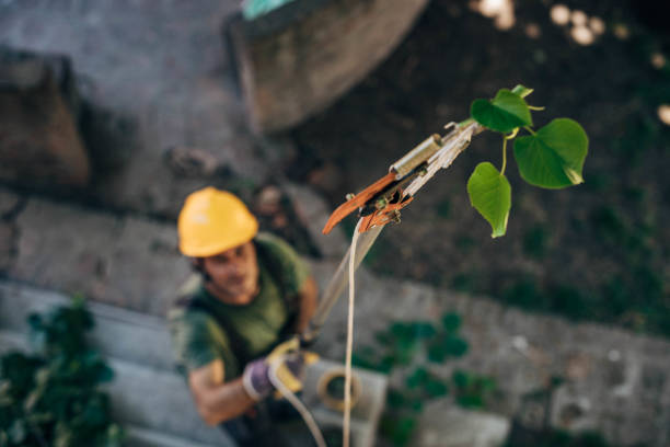 Best Tree Trimming and Pruning  in Darlington, WI