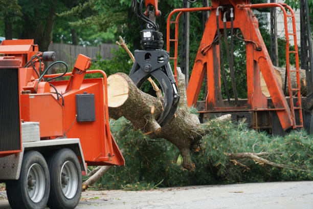 Best Tree Risk Assessment  in Darlington, WI