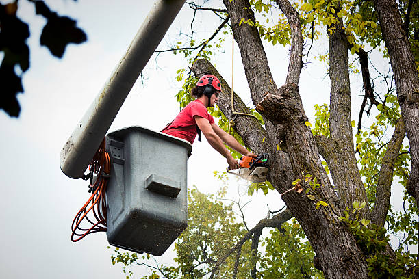 Best Palm Tree Trimming  in Darlington, WI