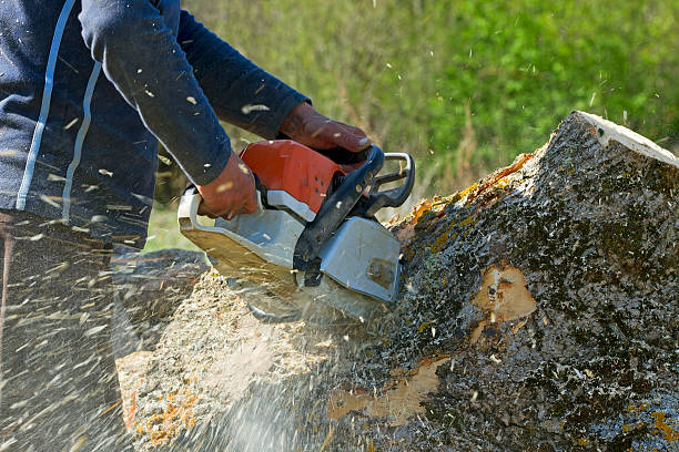 Best Storm Damage Tree Cleanup  in Darlington, WI