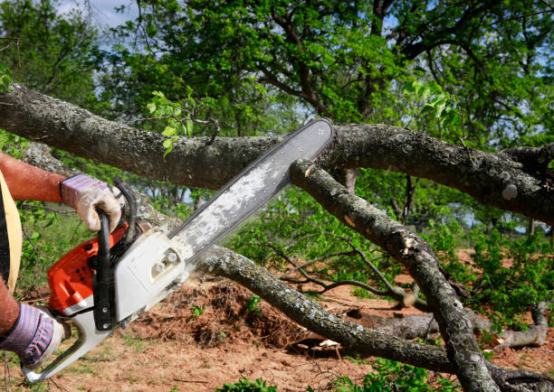 Best Tree Preservation Services  in Darlington, WI